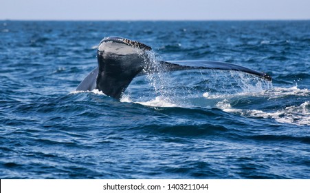 Fluke Down Images Stock Photos Vectors Shutterstock