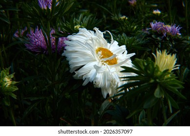 Big White Aster Looks Like Camomile