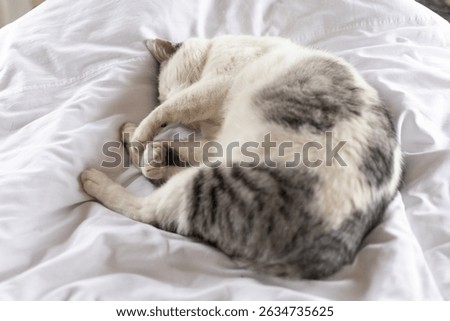 A big white cat with gray spots is resting in bed.