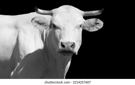 Big White Cow Closeup In The Black Background