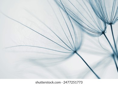 Big white dandelion in a forest at sunset. Macro image, shallow depth of field. Abstract summer nature background - Powered by Shutterstock