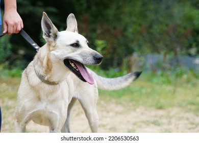 Big White Dog On A Girl's Leash Outside