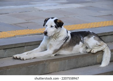 Big White Dog Is Seating 