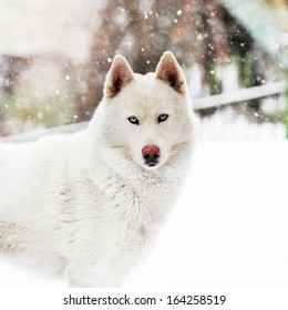 Big White Dog Standing On Snow. Winter Day