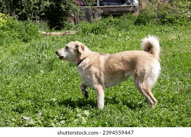 Big white dog stands on the grass close up - Shutterstock ID 2394559447