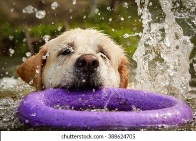 big white dog swimming with splashes and toy in summer lake outdoor
