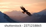 Big White Eagle Soars in the sky against sunset in the mountains