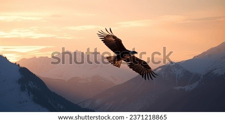 Big White Eagle Soars in the sky against sunset in the mountains