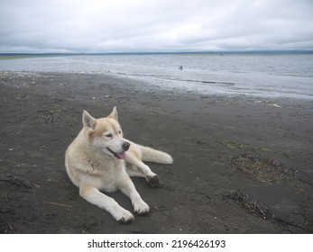 Big White Eskimo Dog Laying Down On The Northern Coast, Sea Of Okhotsk, Sakhalin