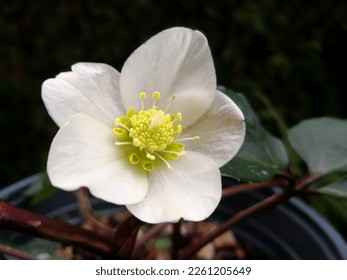 Big white flower with yellow center of Christmas Rose (Helleborus orientalis, Helleborus niger, Lenten rose) growing in pot in winter garden. Emblematic flower of winter period - Powered by Shutterstock