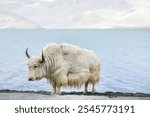 Big white Himalayan yak near the lake