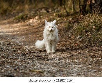 Big White Maine Coon Cat In Nature