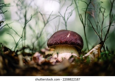 Big White Mushroom Porcini In Autumn Forest. Nature Landscape Photography