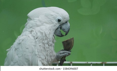 Big White Parrot Cockatoo Lat. Cacatuidae Eats A Banana