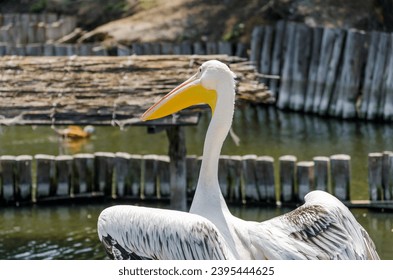 big white pelican on the lake on the background of wooden posts - Powered by Shutterstock