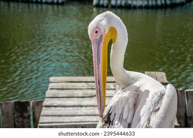 big white pelican on the lake on the background of wooden posts - Powered by Shutterstock