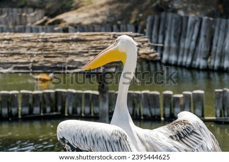 big white pelican on the lake on the background of wooden posts