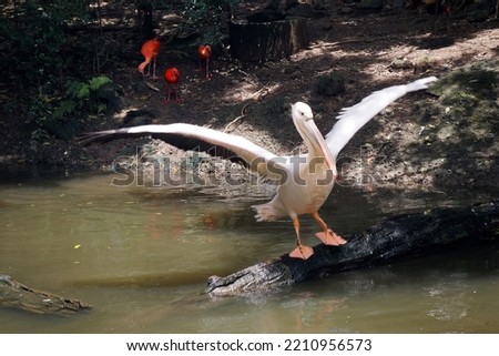 A big, white pelican (pink-backed pelican or Pelecanus rufescens) standing on a dead wood in the pool, fluttering its wings, with scarlet ibises (Eudocimus ruber) in background