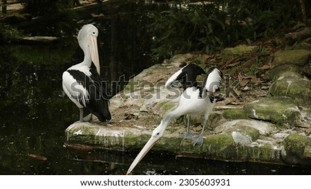 the big white pelicans in the pond grooming their feathers