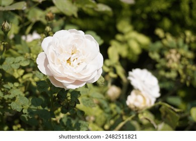 Big white pink rose full bloom. Close up rose petals in garden - Powered by Shutterstock