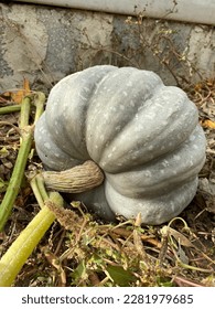 The big, white pumpkin is grown and waiting to be picked in turkey land