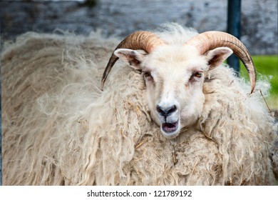A big white ram sheep with long horns looking at you close up