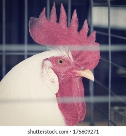 A big white rooster in a cage with retro effect.