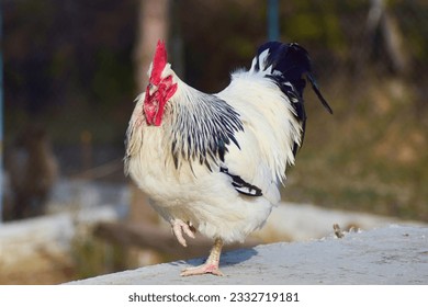 Big white rooster in a farm. English sussex chicken breed. Domestic birds farming. - Shutterstock ID 2332719181