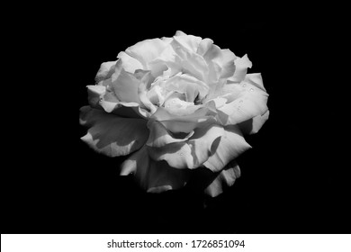 Black and White Flowers Images, Stock Photos & Vectors | Shutterstock