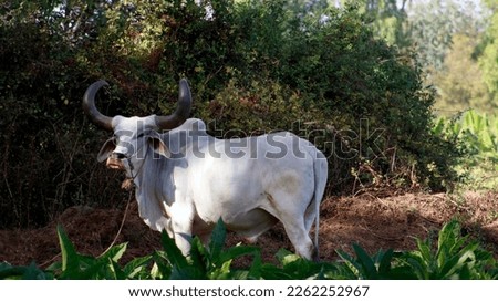 Big white sacred Bull in Nature Backgrounds 