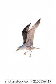 Big White Seagull Flying Swoop And Eating Bread On White Background