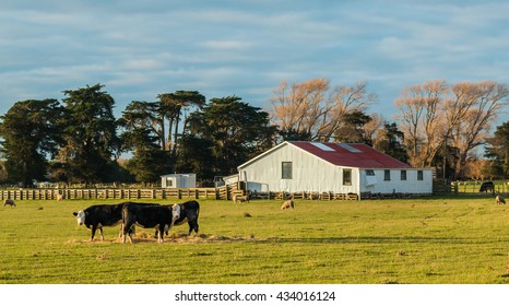 Big white shearing shed with a few New Zealand sheep and Cattle around it.