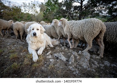 44,109 Dog with sheep Images, Stock Photos & Vectors | Shutterstock