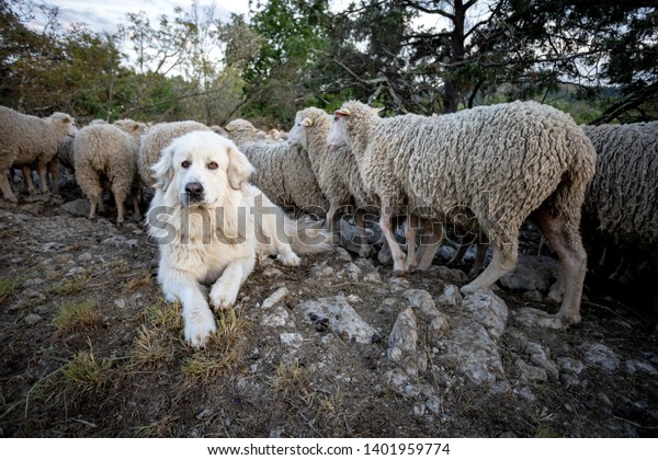 big white sheep herding dog