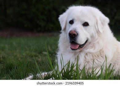 Big White Tatra Shepherd Dog Laying Down On Grass And Looking At The Camera