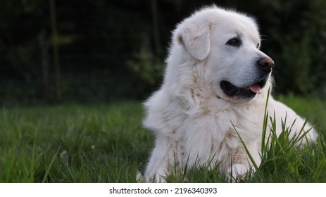 Big White Tatra Shepherd Dog Laying Down On Grass And Looking Right, Space For Text 