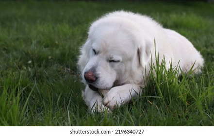 Big White Tatra Shepherd Dog Laying Down On Grass, Eating A Bone With His Eyes Closed 