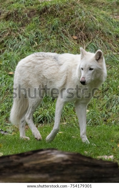 big white wolf dog