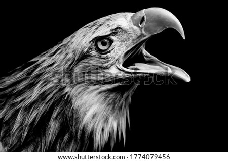 Big White-tailed eagle, portrait of a bird