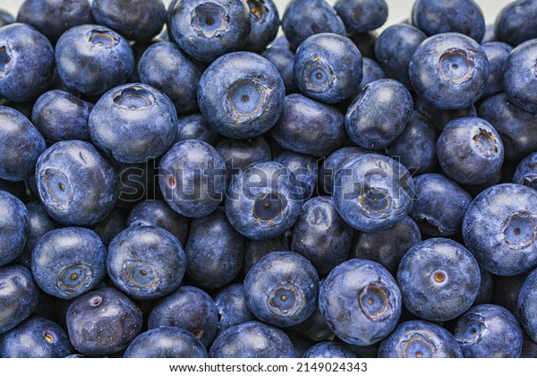 Big wild berry blueberry close-up. Background of fresh\
ripe sweet blueberries. Texture of blueberries close-up. fresh\
blueberry background. Ripe blueberries with copy space for text.\
