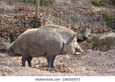 Big and wild boar with brown wool in a special corral with a fence
