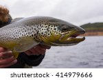 Big wild brown trout just caught on  fisherman