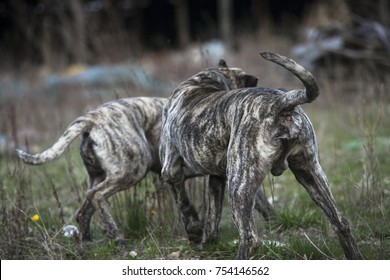 Big Wild Dogs With Prey, From Behind