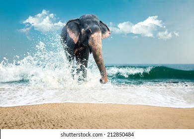 Big wild indian elephant bathing in sea water