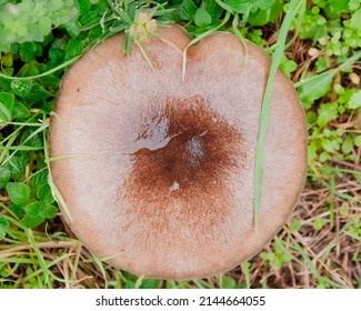 A Big Wild Mushroom Growing In The Wet Grass. Overhead Closeup Shot.
