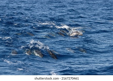 Big Wild Striped Dolphin Pod Jumping Close Up 