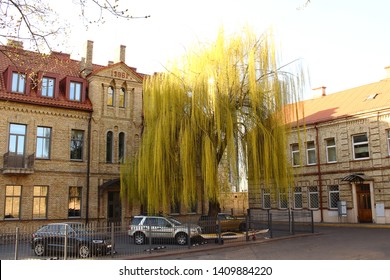 Big Willow Tree In European Old Town Yard