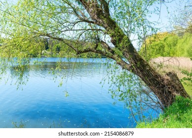 Big Willow Tree At River With Blue Water. River Landscape