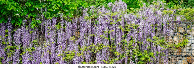 Big wisteria tree wall background. Natural decoration with Blue Rain wisteria flowers and green leaves. Japanese Wisteria Macrobotrys Longissima Alba blossoms. Banner