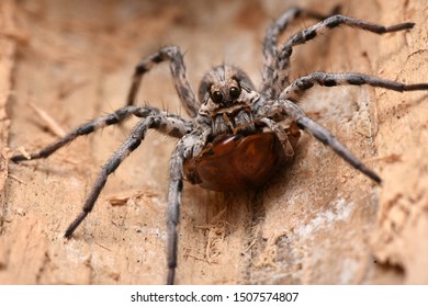 Big Wolf Spider Lycosa Praegrandis Stock Photo 1507574807 | Shutterstock